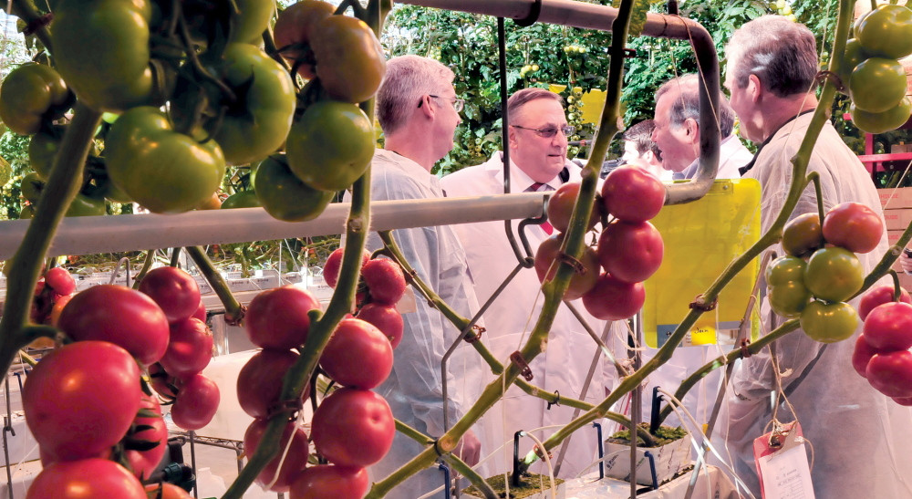 Backyard Farms Madison Maine
 Madison grower Backyard Farms resumes tomato production