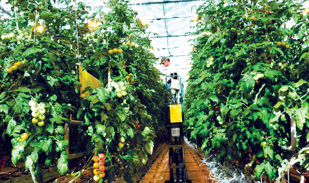 Backyard Farms Madison Maine
 Madison grower Backyard Farms resumes tomato production