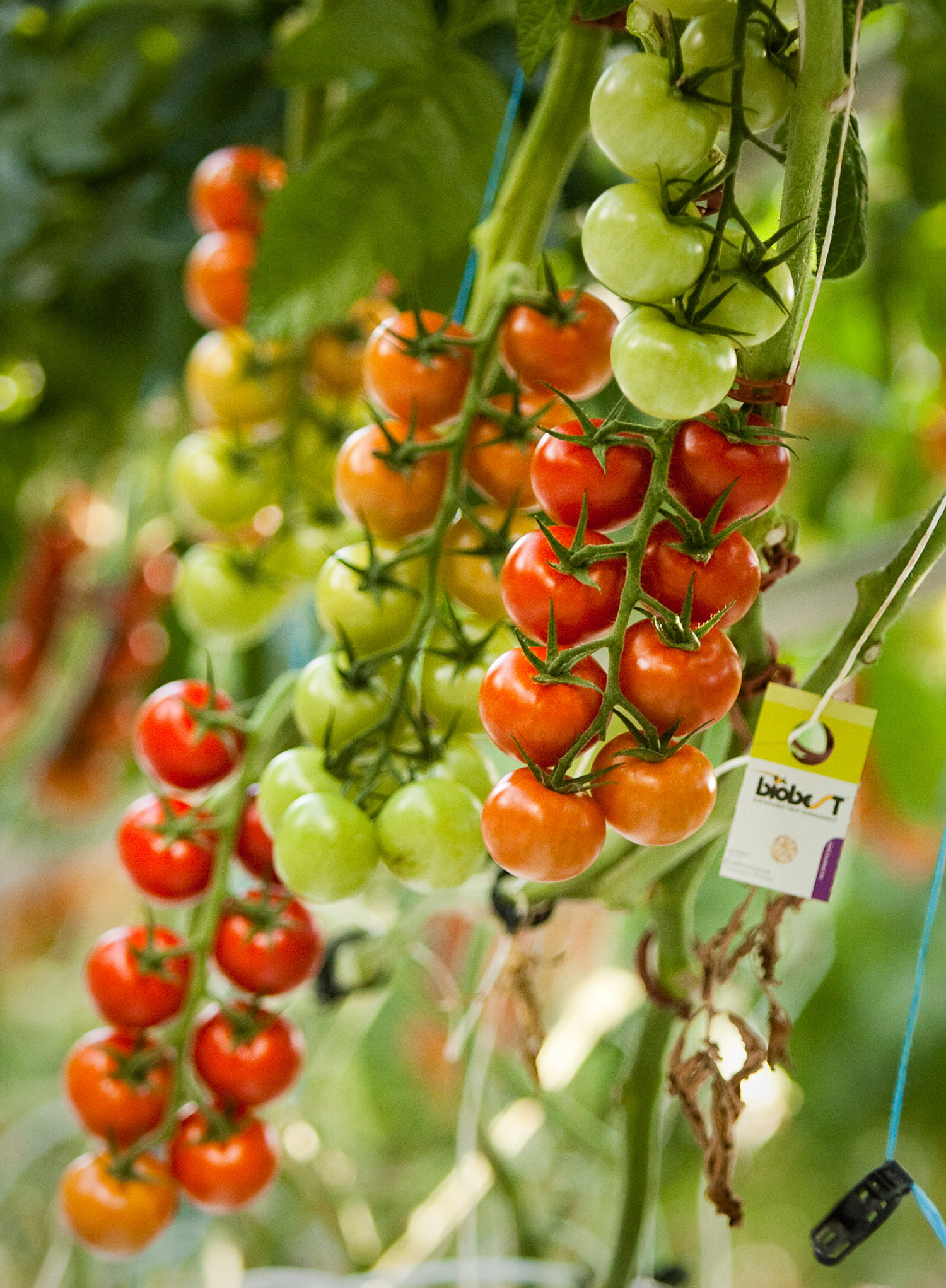 Backyard Farms Madison Maine
 Vine ripened tomatoes at Backyard Farms in Madison Press