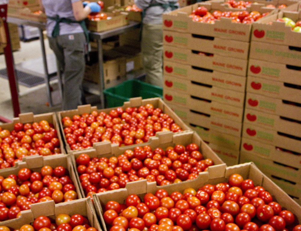 Backyard Farms Madison Maine
 Backyard Farms resumes production after facility upgrades