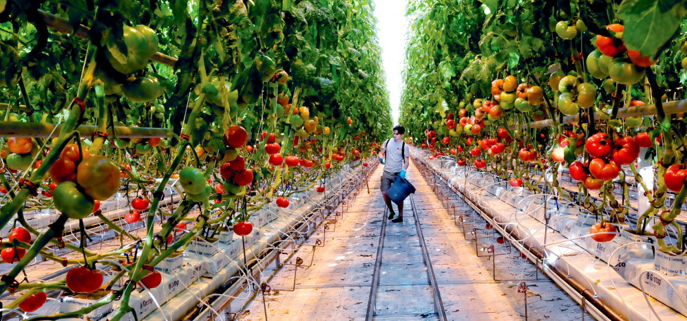 Backyard Farms Madison Maine
 Madison grower Backyard Farms resumes tomato production