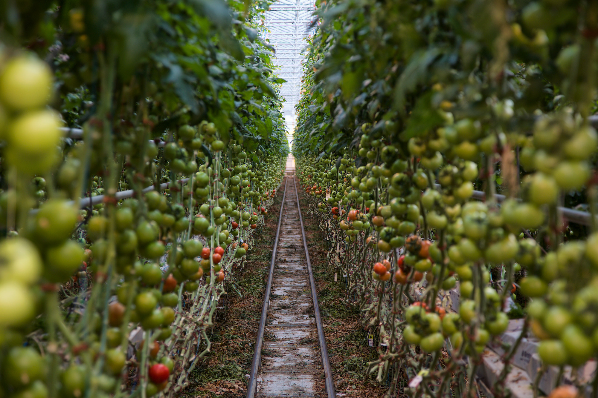 Backyard Farms Madison Maine
 Backyard Farms for Mainebiz Dave Clough graphy