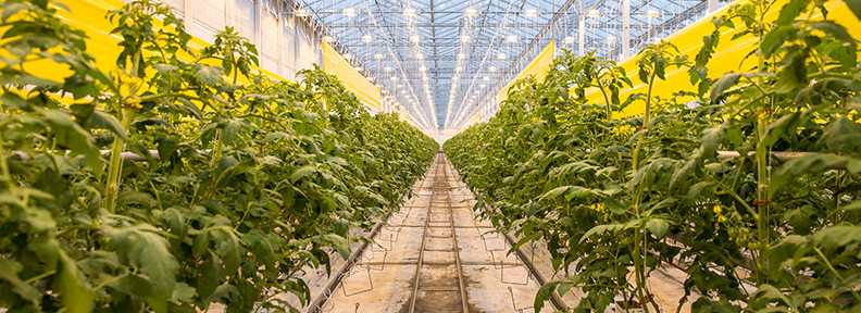 Backyard Farms Madison Maine
 Our Greenhouse Backyard Farms