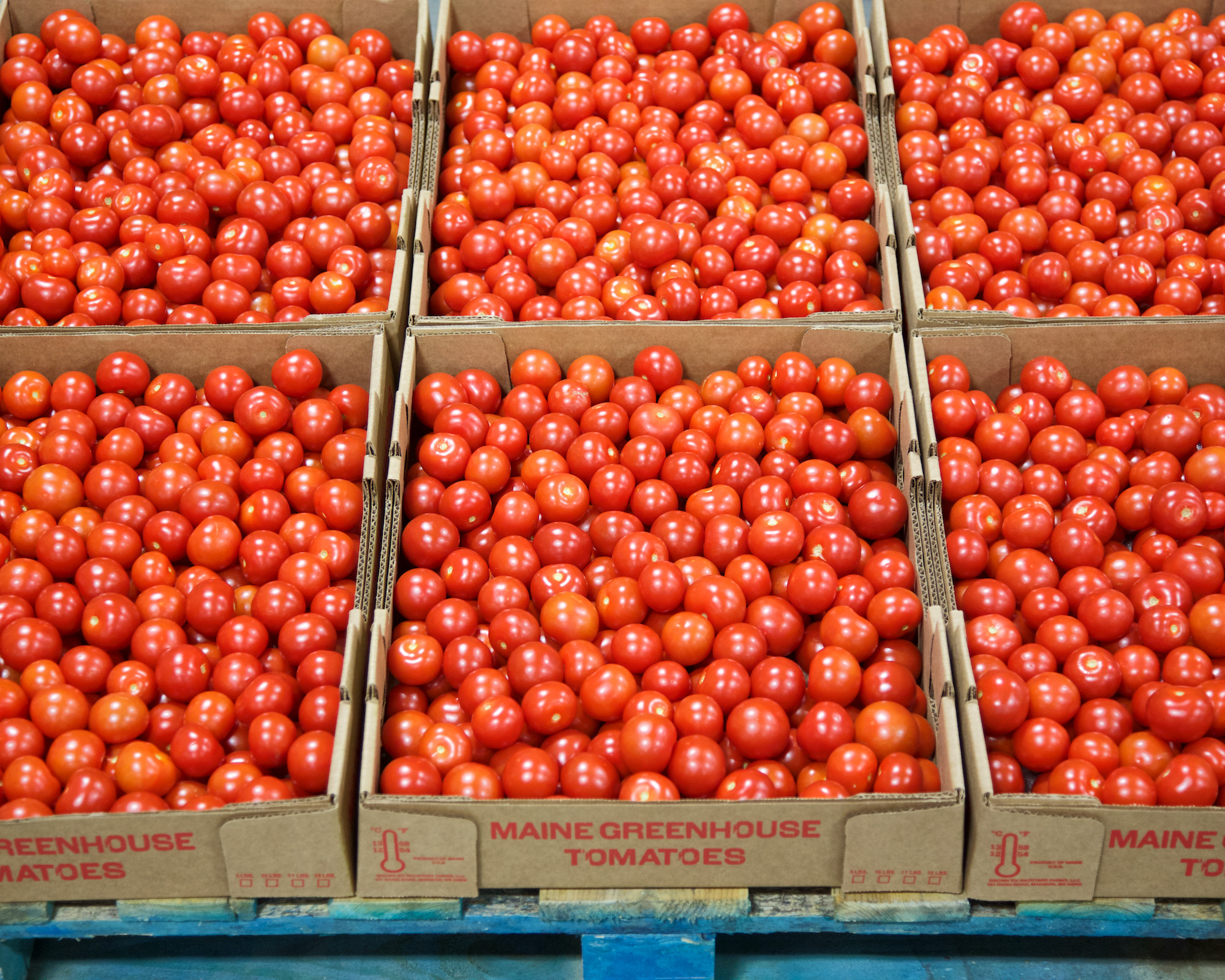 Backyard Farms Madison Maine
 Backyard Farms for Mainebiz Dave Clough graphy