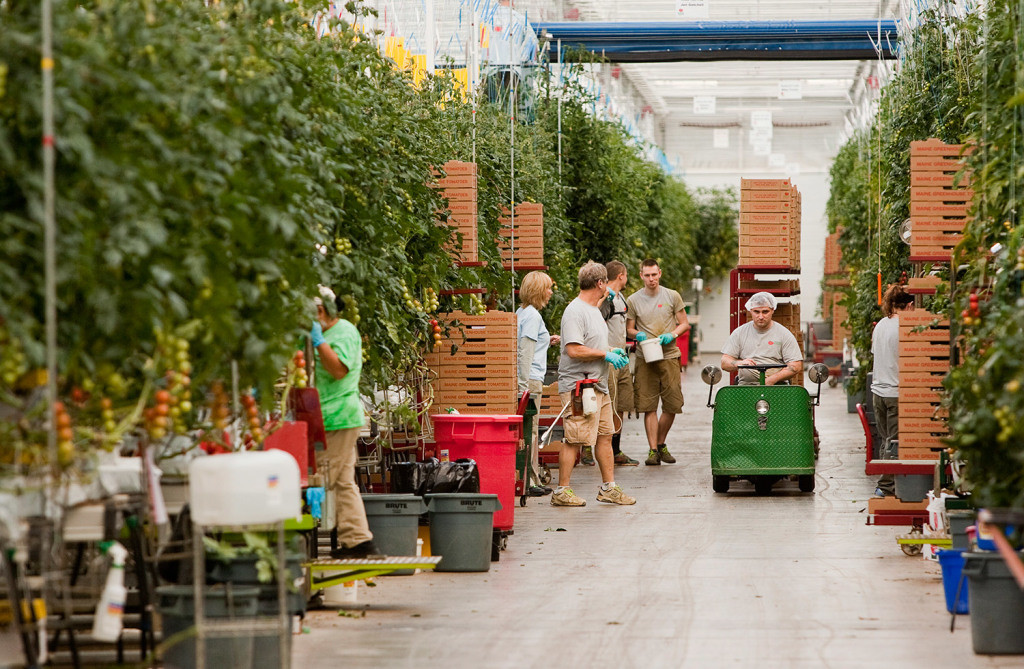 Backyard Farms Madison Maine
 A fruit for all seasons Act two at Backyard Farms The