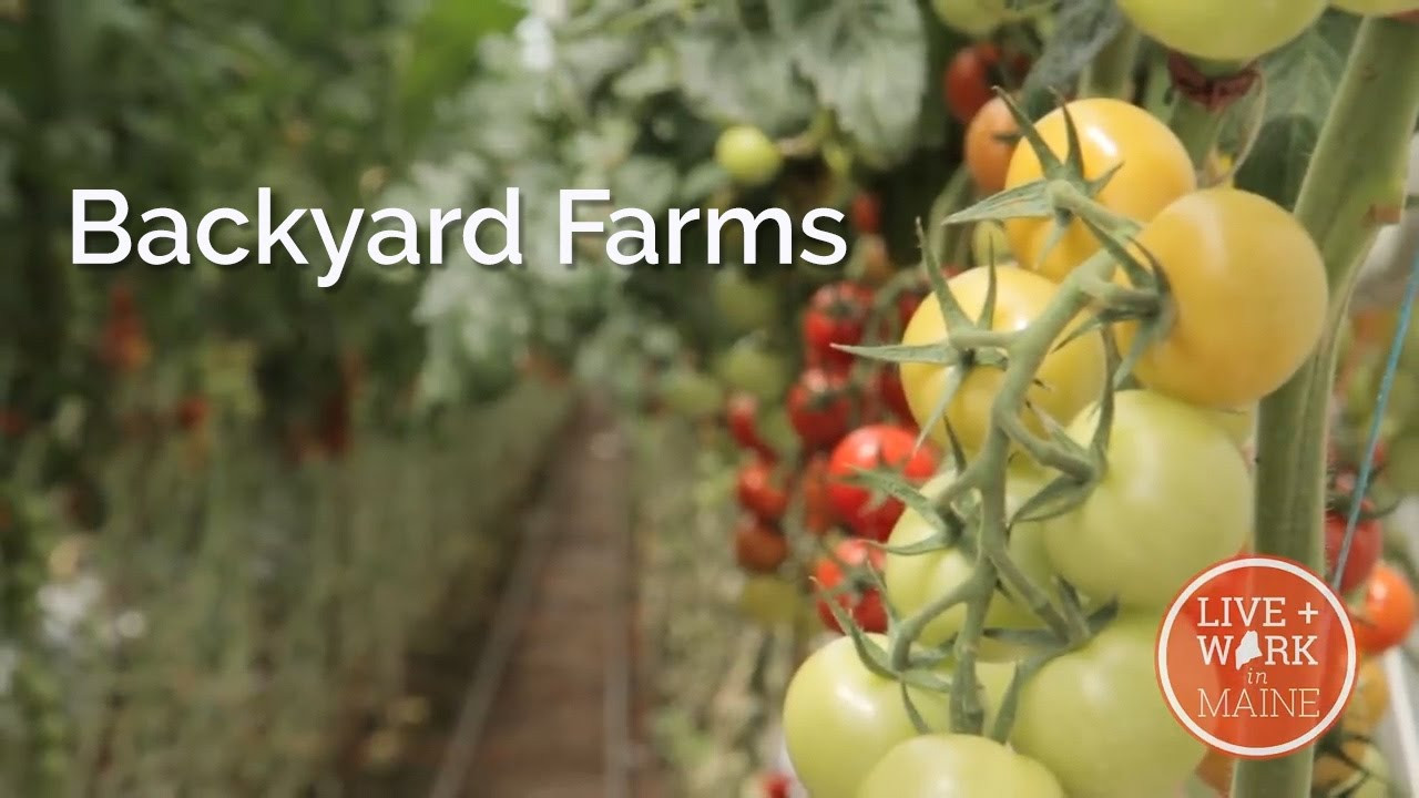 Backyard Farms Madison Maine
 Maine Business Backyard Farms S2 Episode 6