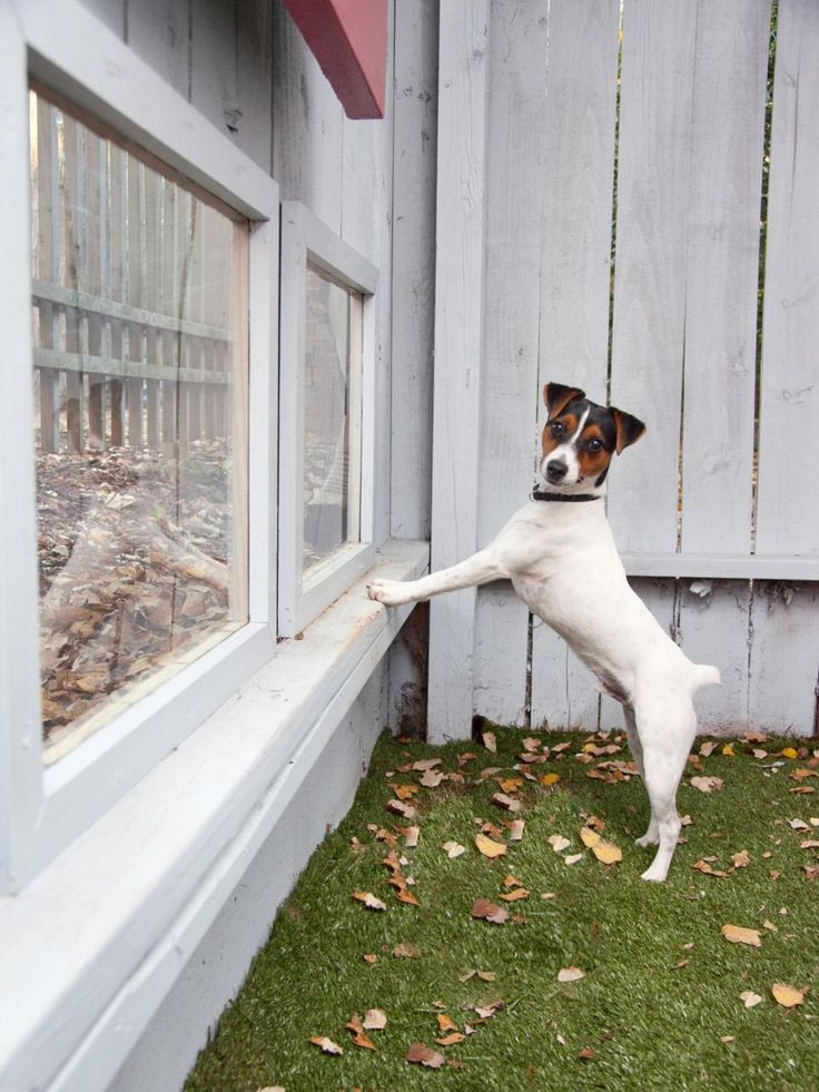 Backyard Fence For Dogs
 53 best Dog Fence Windows images on Pinterest