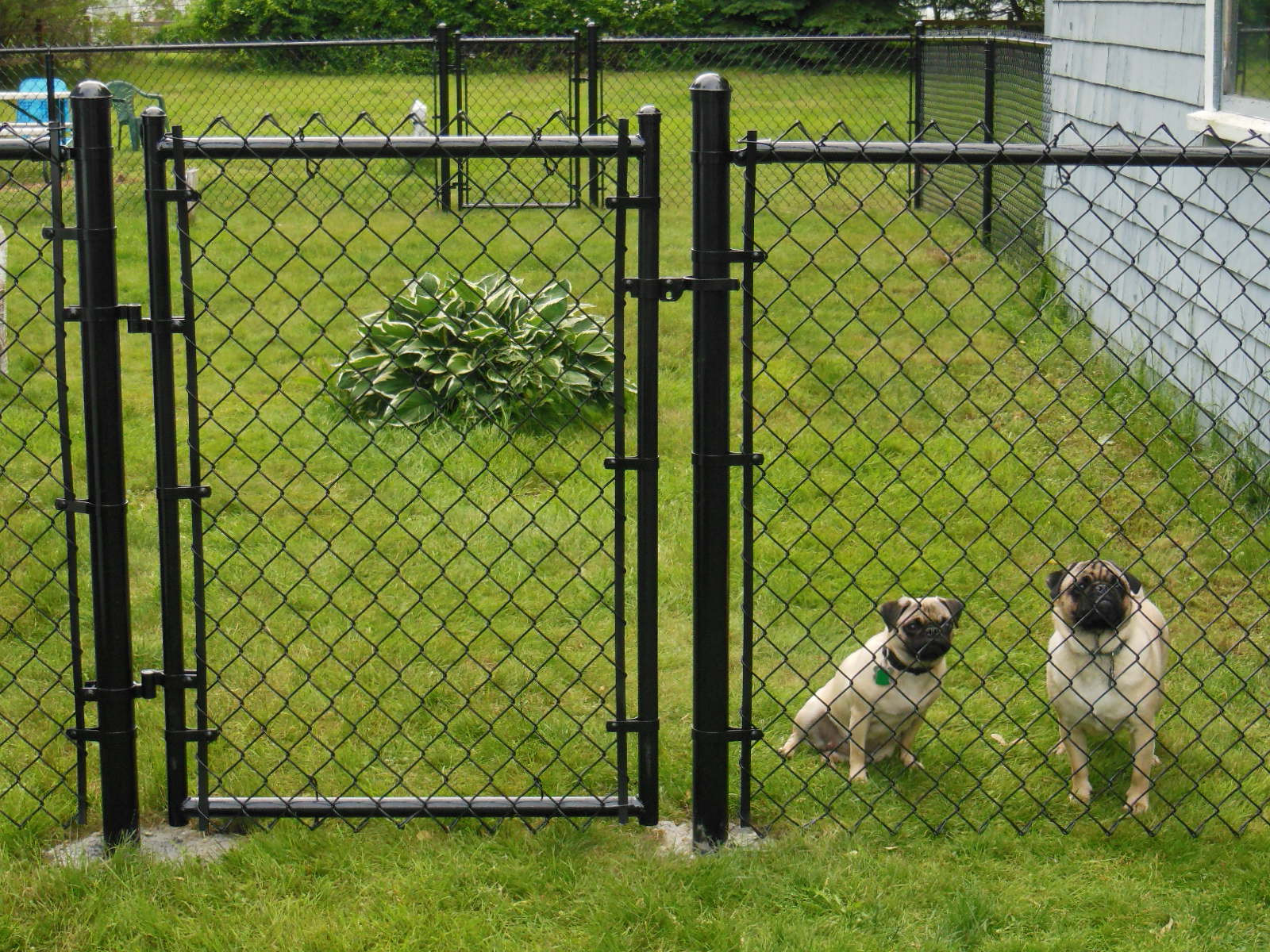 Backyard Fence For Dogs
 Cheap Fence Ideas For Dogs In DIY Reusable And Portable