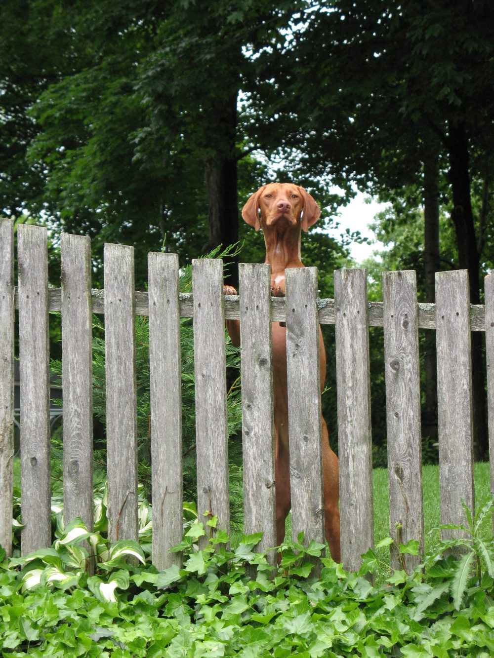 Backyard Fence For Dogs
 How To Build Dog Fences They Won t Dig Under Through