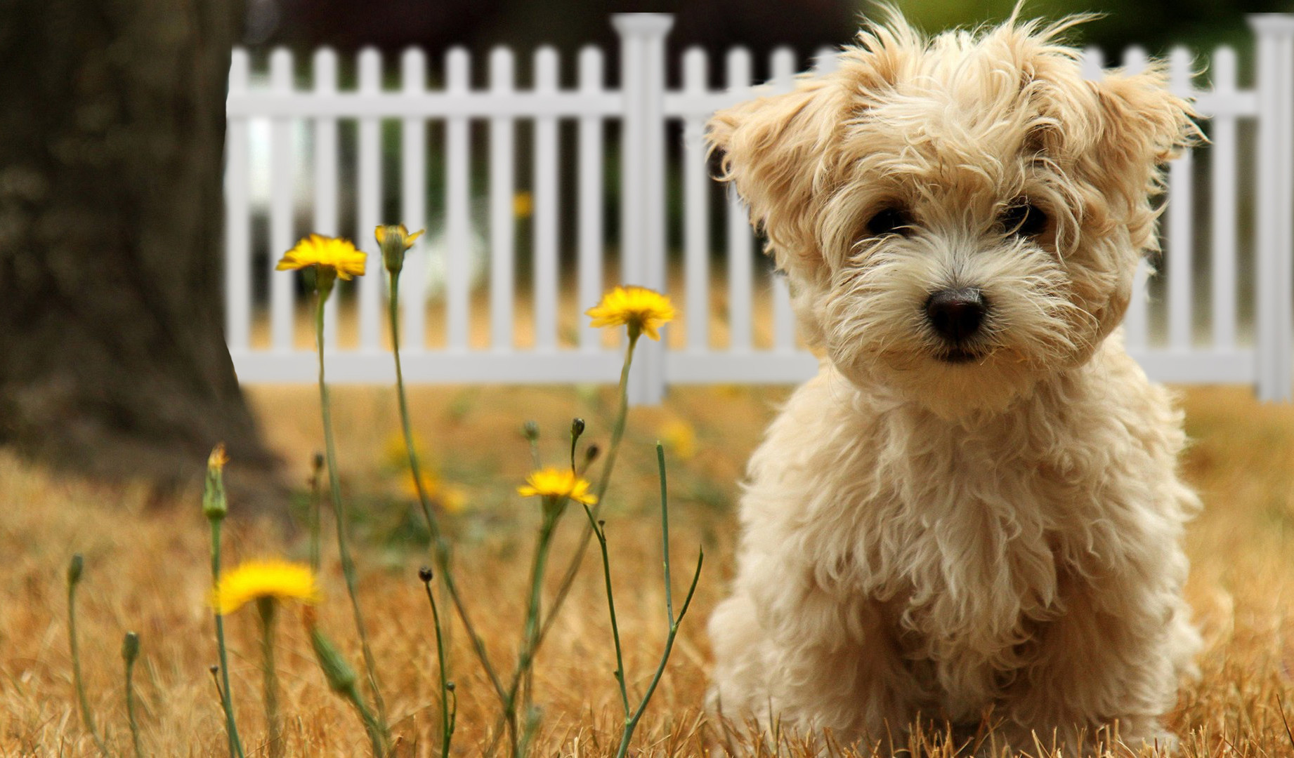 Backyard Fence For Dogs
 Backyard Fence for Dogs