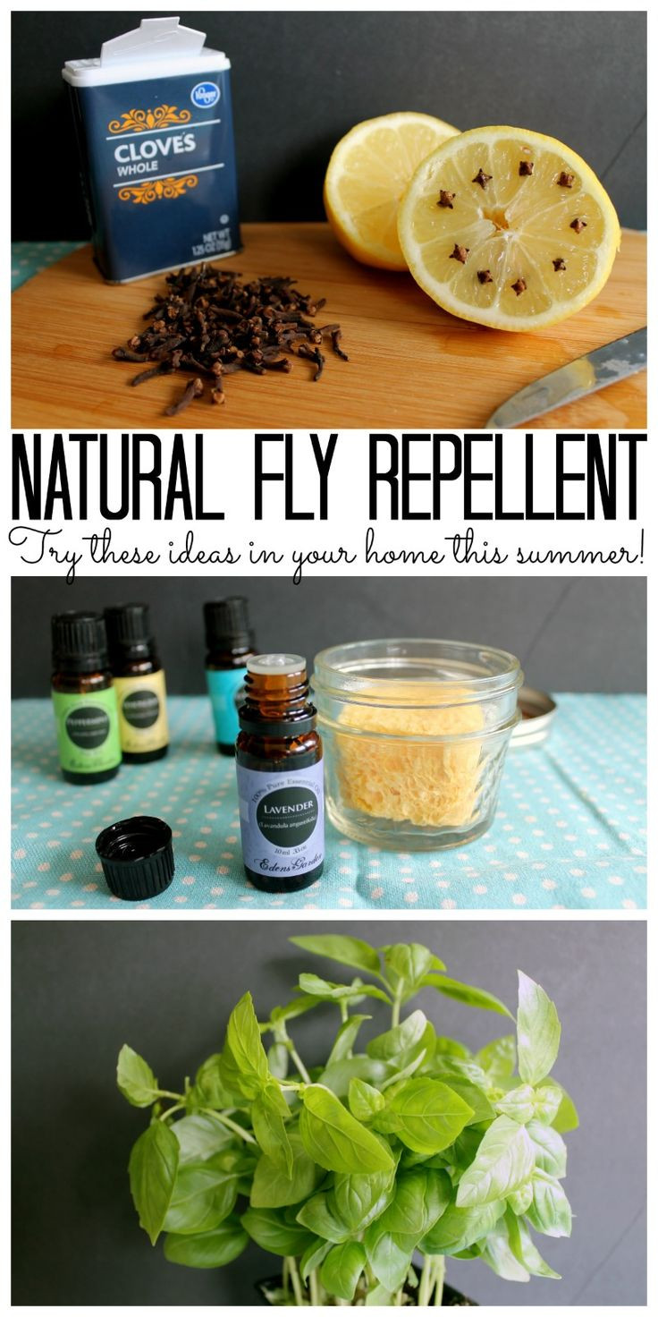 Backyard Fly Repellent
 Natural Fly Repellent ideas for your home