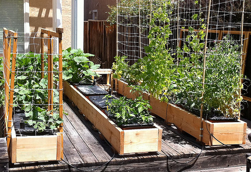 Backyard Garden Box
 Inside Urban Green Garden Patch Grow Box