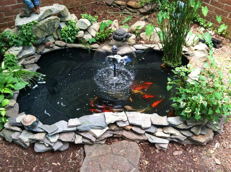 Backyard Goldfish Pond
 Goldfish pond Garden