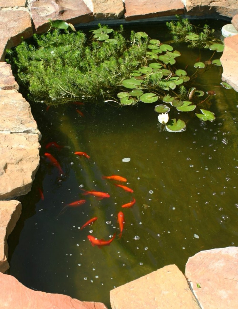 Backyard Goldfish Pond
 Pond Goldfish