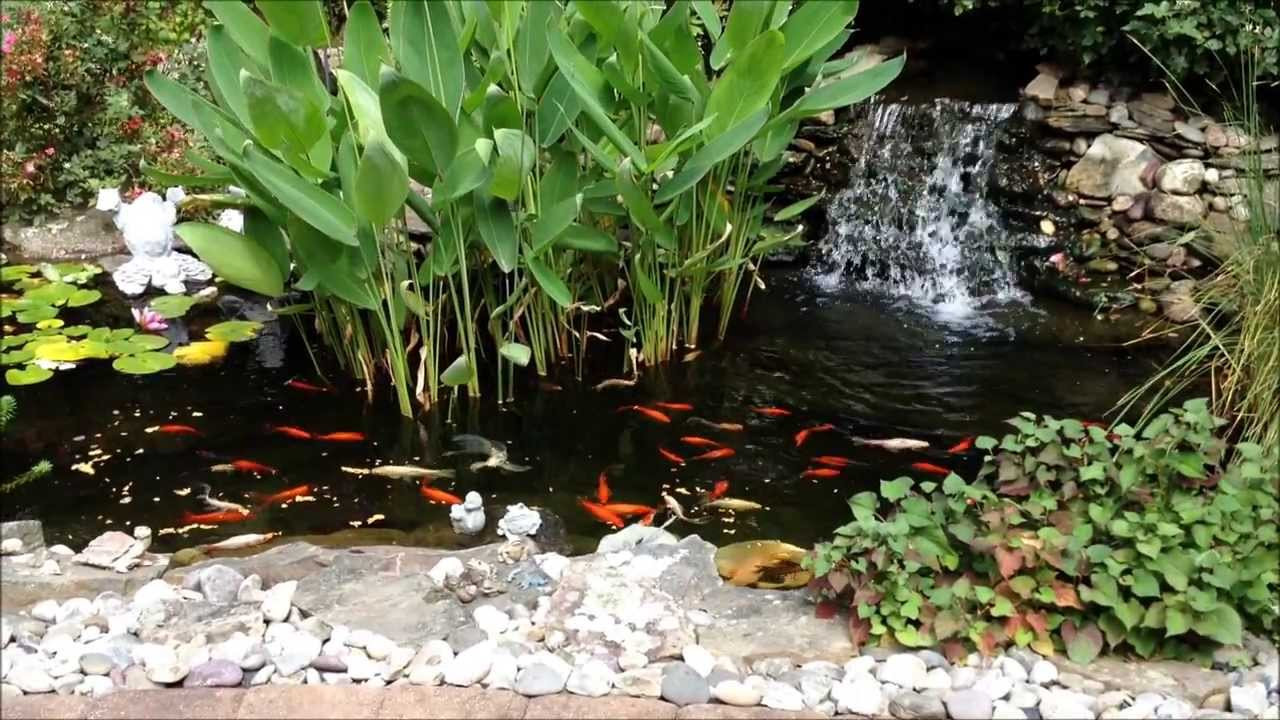 Backyard Goldfish Pond
 Backyard pond goldfish and koi feeding with Shih Tzu dog