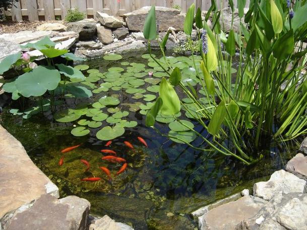 Backyard Goldfish Pond
 Goldfish Ponds & Water Gardens