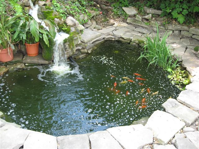 Backyard Goldfish Pond
 The Ghost in the Pond continued 2015