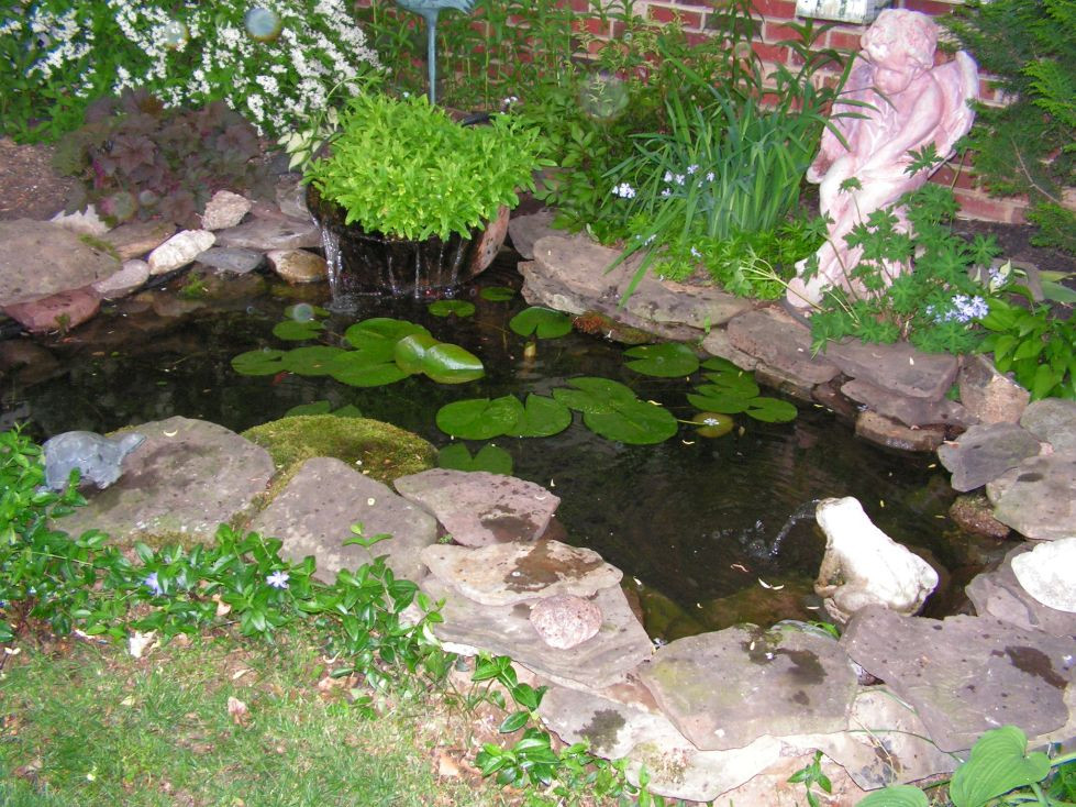 Backyard Goldfish Pond
 Goldfish Ponds & Water Gardens The Pond Doctor
