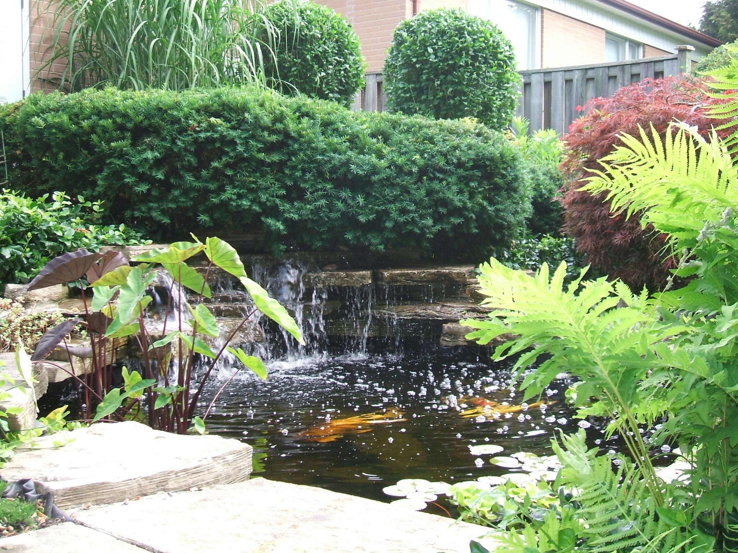 Backyard Goldfish Pond
 A Safe Simple Way to Prepare your Backyard Pond Koi and