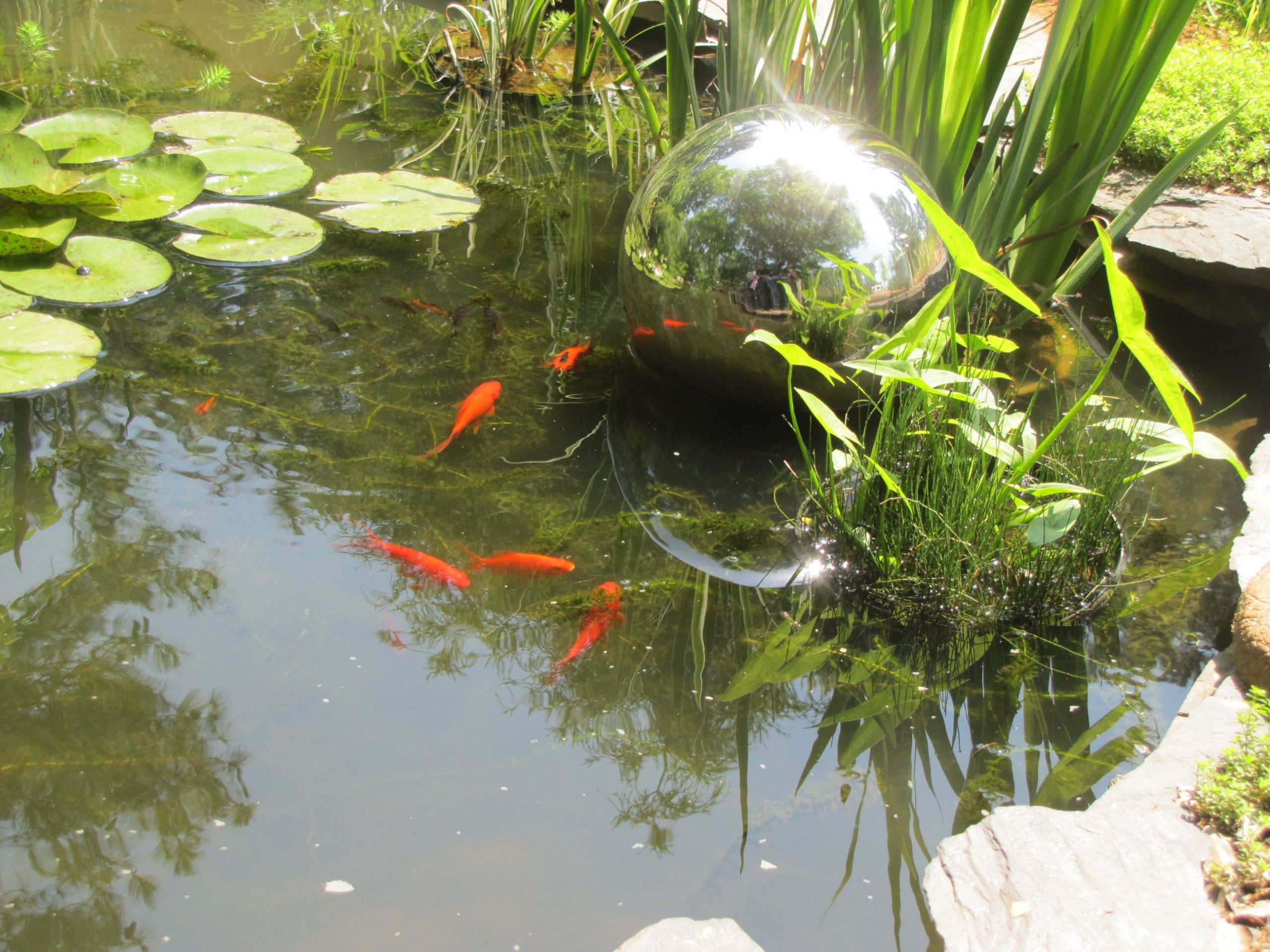 Backyard Goldfish Pond
 goldfish pond Outdoor Goldfish Pond