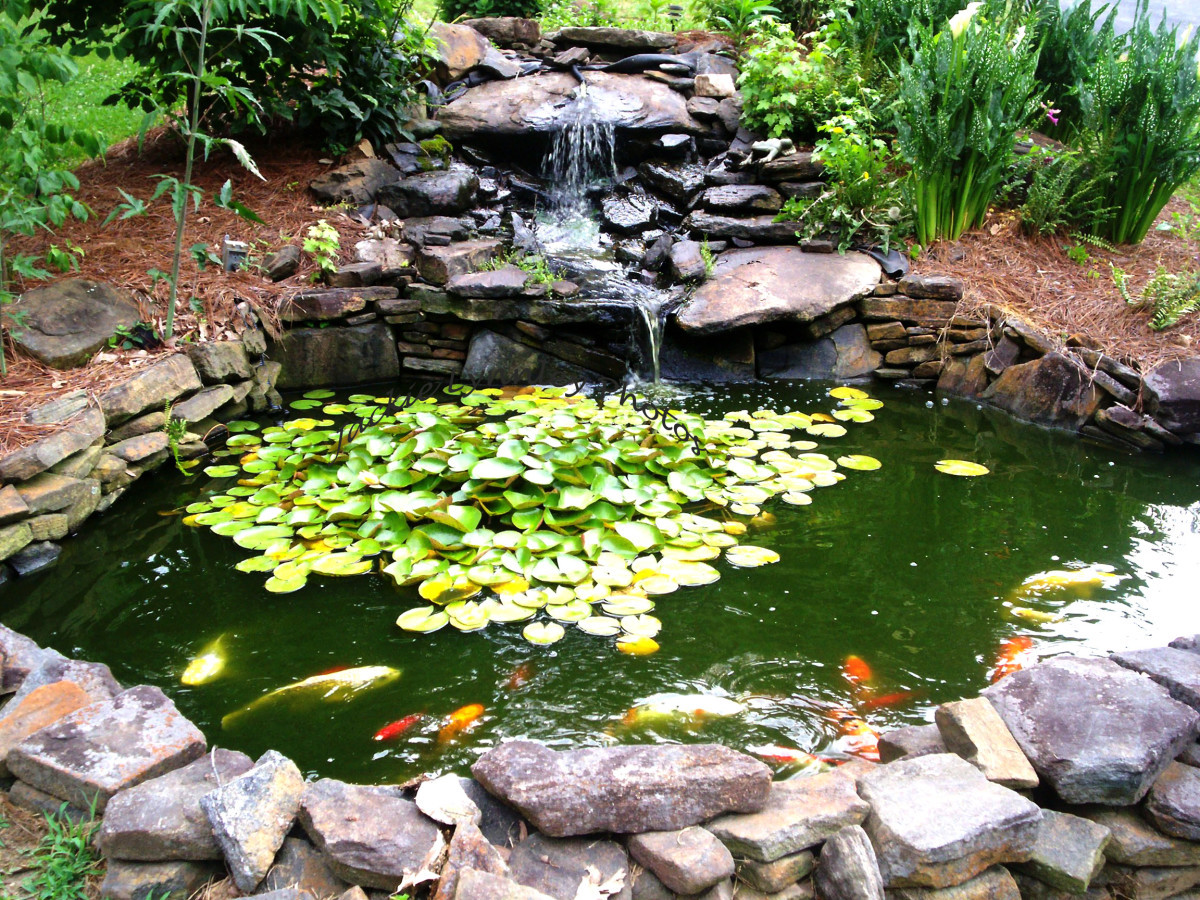 Backyard Goldfish Pond
 How to Make a Beautiful Goldfish Pond