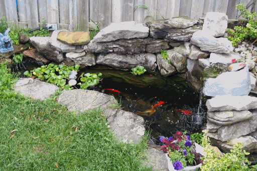 Backyard Goldfish Pond
 Backyard goldfish pond ideas