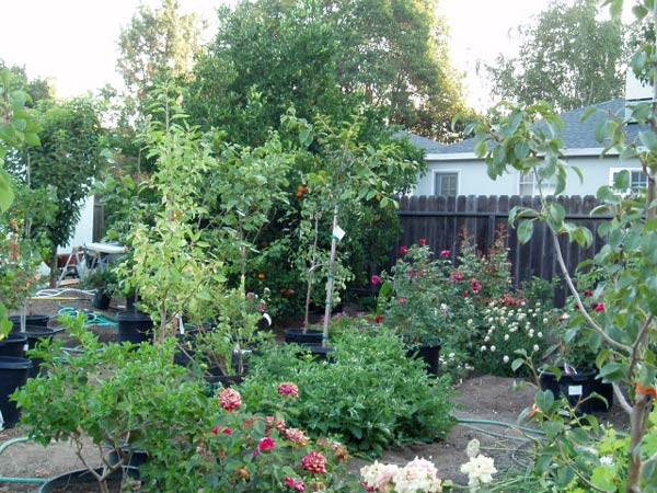 Backyard Orchard Culture
 Container Planting