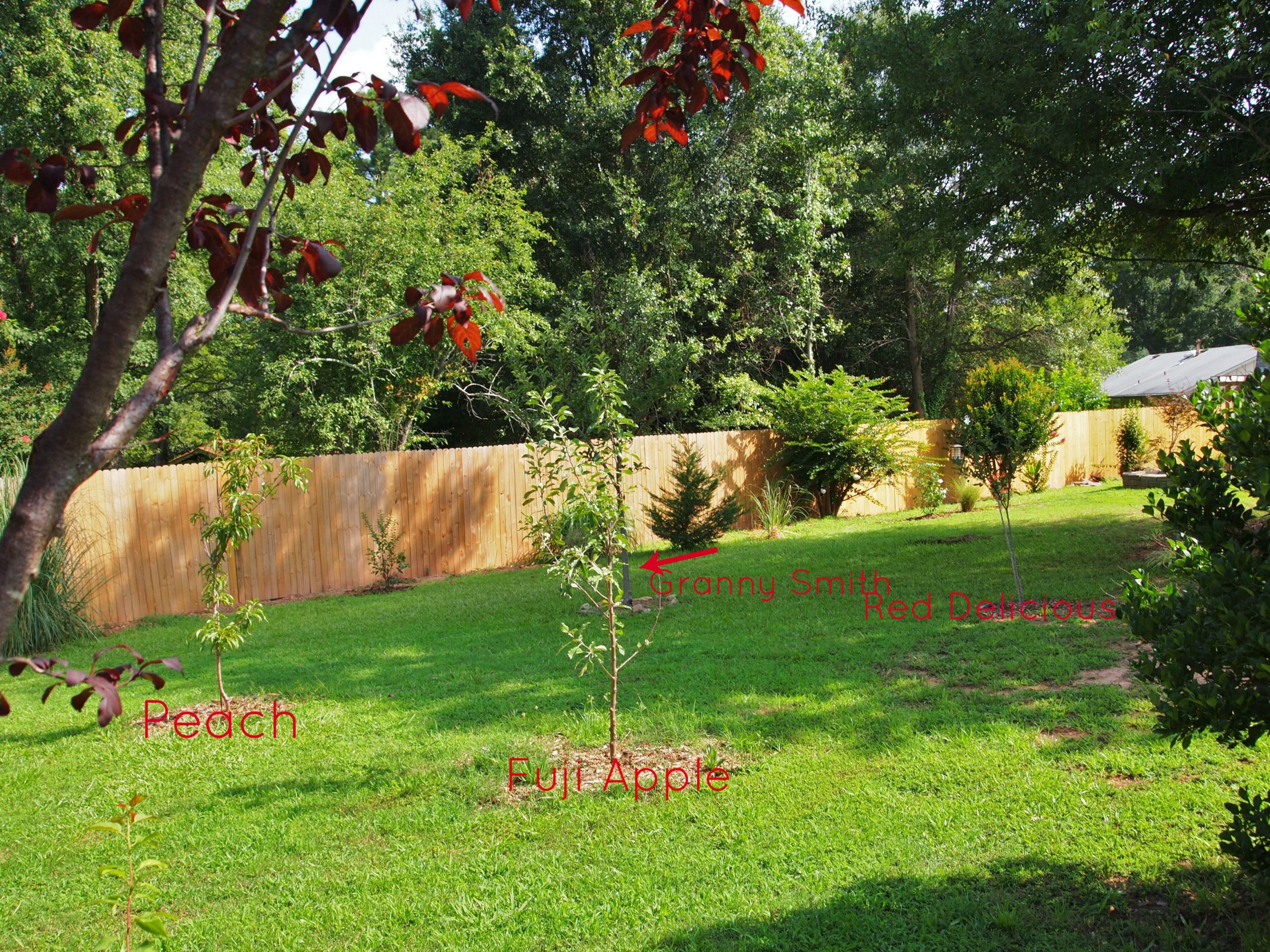 Backyard Orchard Culture
 An Orchard Big or Small Is a Lovely Idea A Cultivated Nest