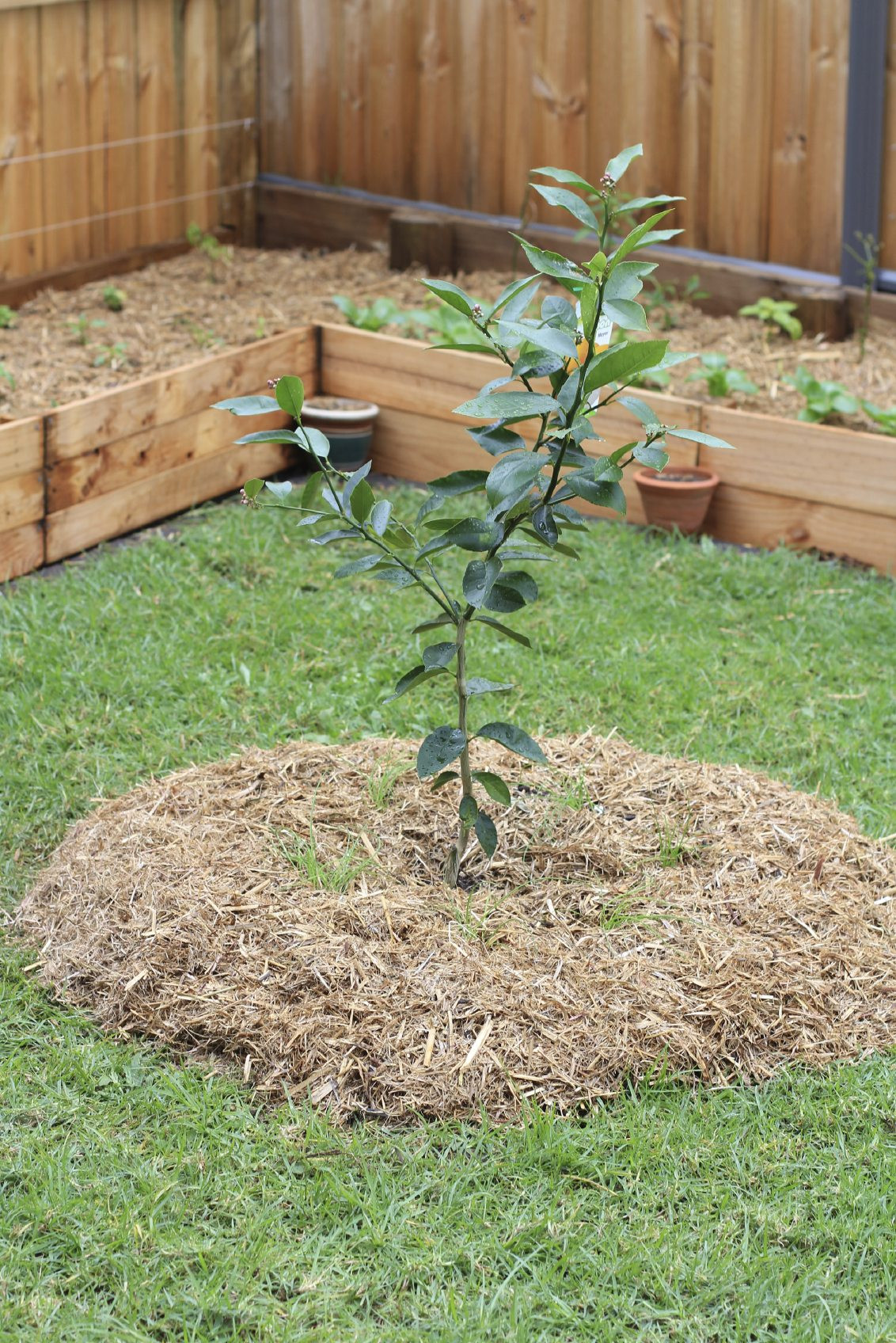 Backyard Planting Ideas
 Fruit Trees In Gardens Ideas For Planting Fruit Trees In