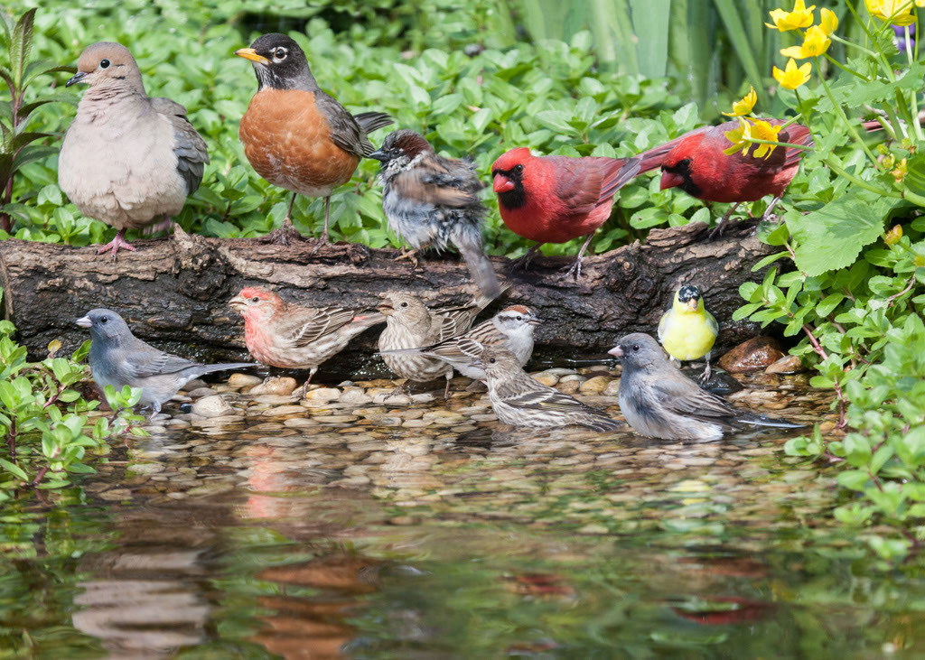 Backyard Ponds For Dummies
 Backyard ponds for dummies