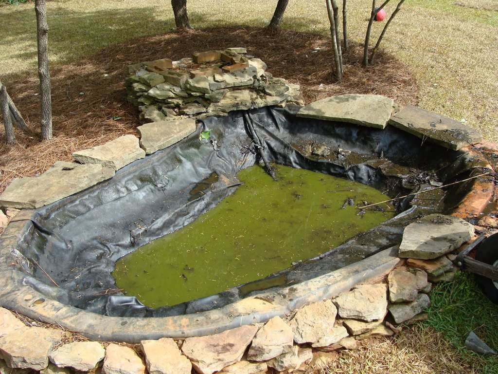 Backyard Ponds For Dummies
 Backyard Ponds For Dummies — Real Bar And Bistro Best