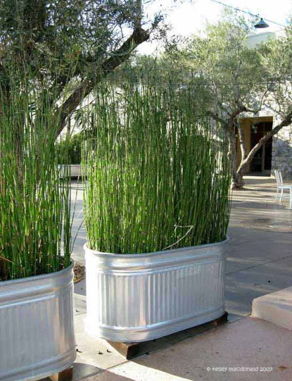Backyard Privacy Ideas Cheap
 22 Fascinating and Low Bud Ideas for Your Yard and