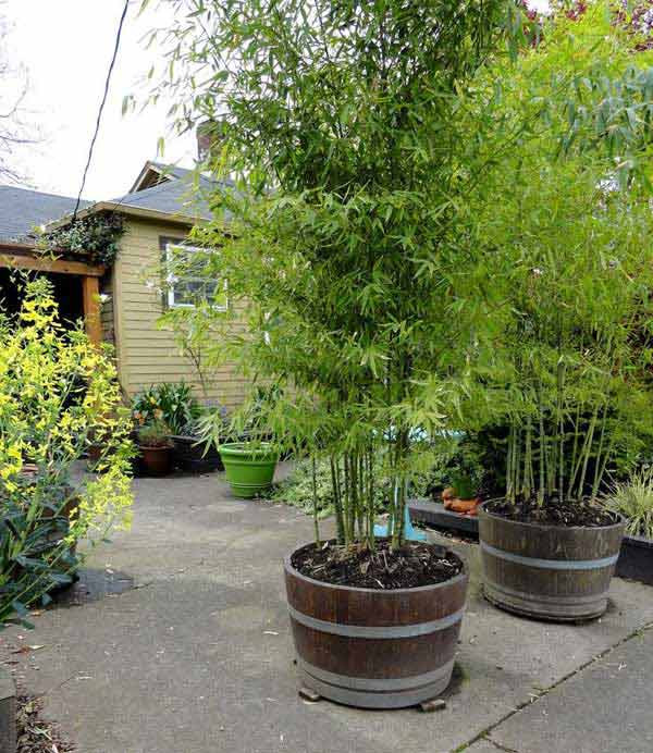 Backyard Privacy Ideas Cheap
 22 Fascinating and Low Bud Ideas for Your Yard and