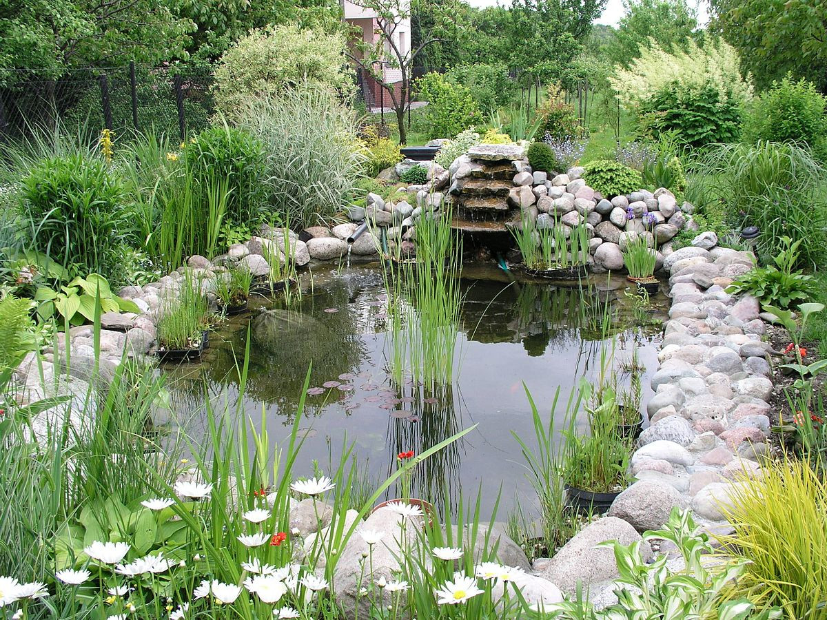 Backyard Water Garden
 Water garden