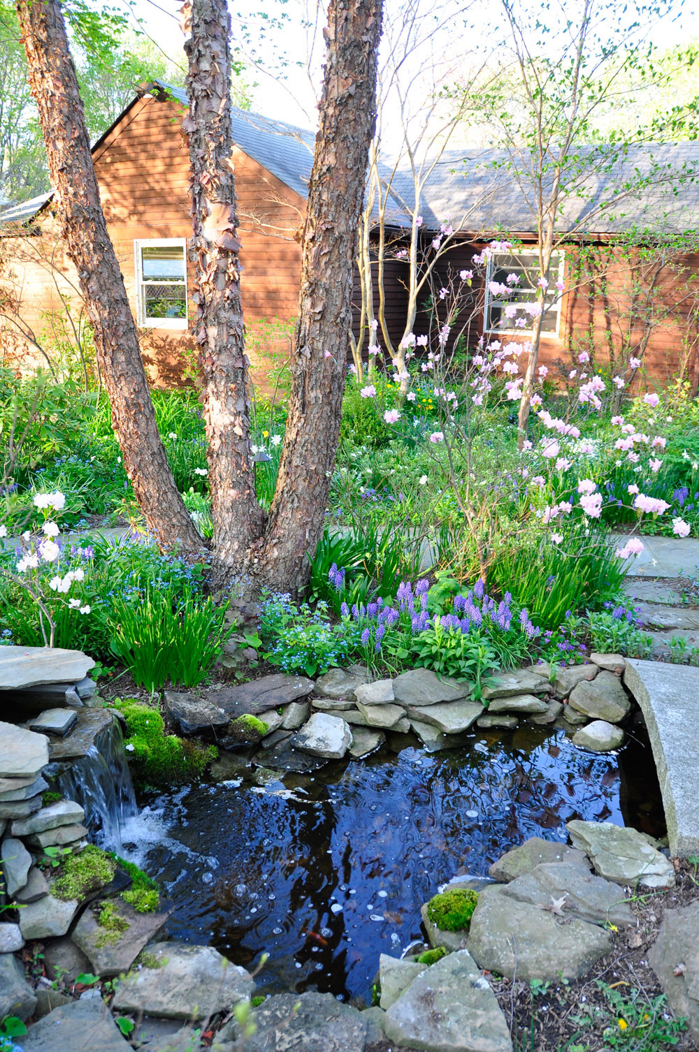 Backyard Water Garden
 Water Gardens Ponds & Waterfalls