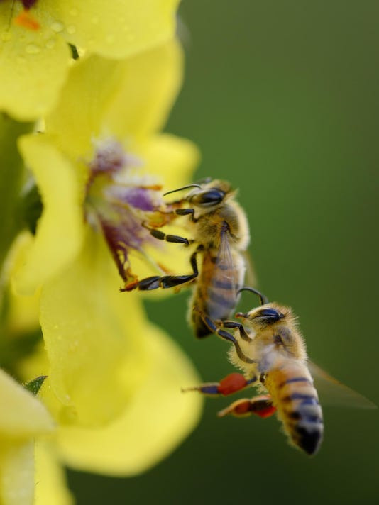 Bees In Your Backyard
 Save the bees Be e a zookeeper in your backyard