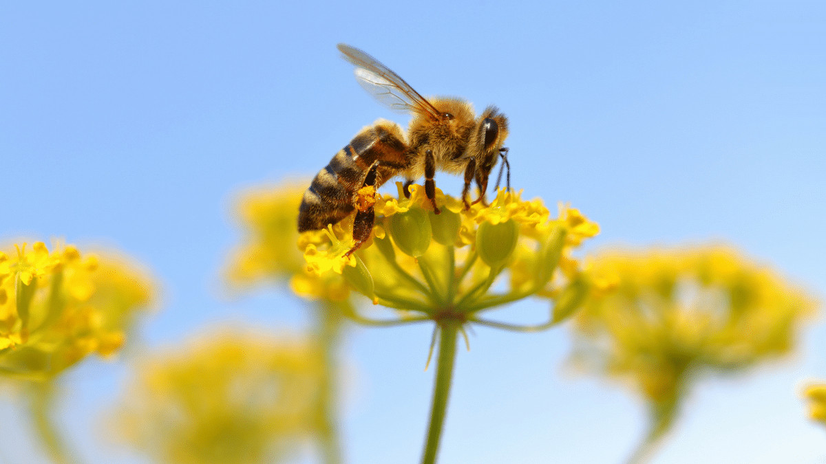 Bees In Your Backyard
 6 Easy Things To Do To Help Bees In Your Backyard Simplemost