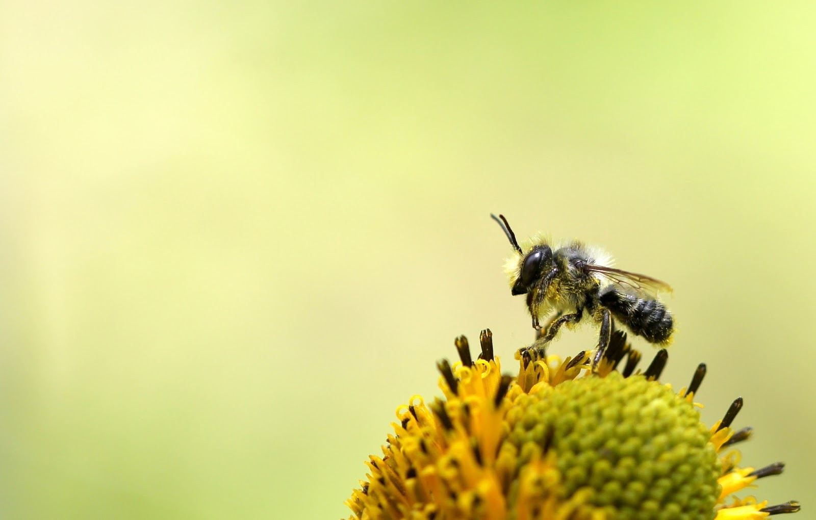 Bees In Your Backyard
 Bees in your backyard Where have all the bees gone PART 1