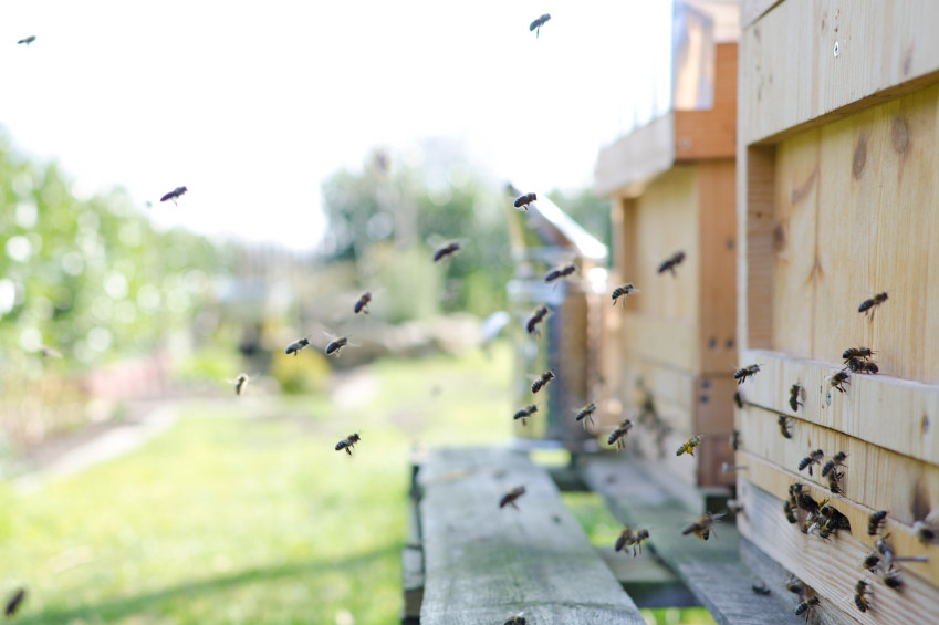 Bees In Your Backyard
 Can I Have Bees in My Backyard