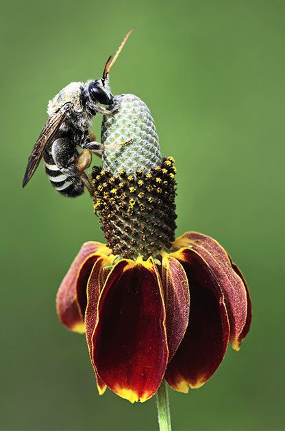 Bees In Your Backyard
 4 Facts About Native Bees in Your Backyard Birds and Blooms