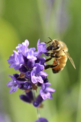 Bees In Your Backyard
 4 Facts About Native Bees in Your Backyard Birds and