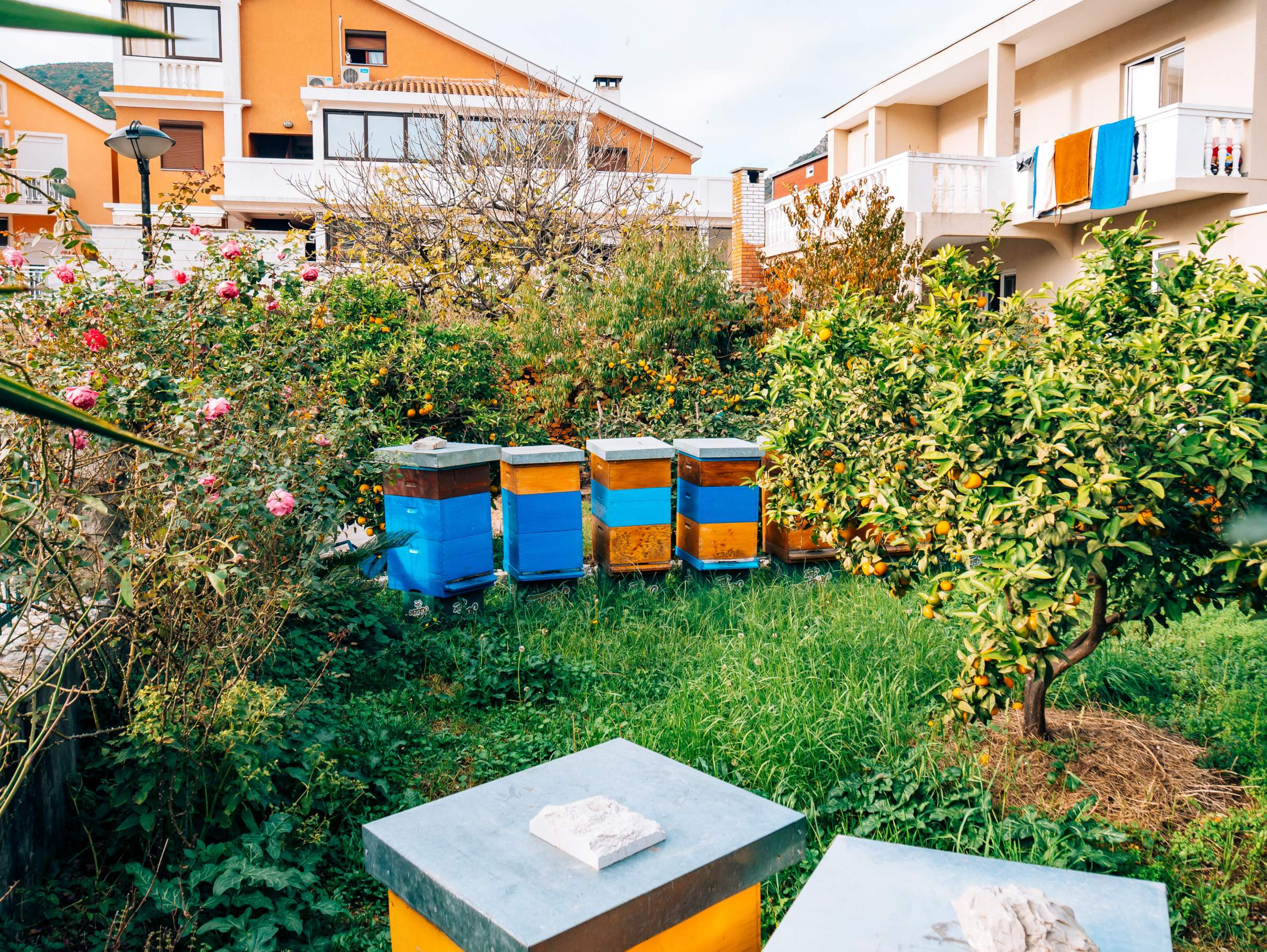 Bees In Your Backyard
 Your Customized Beginner s Guide to Urban Backyard