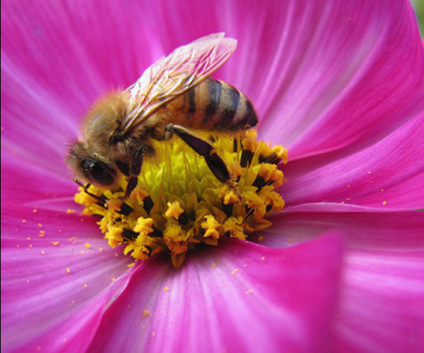 Bees In Your Backyard
 100 Things To Study In Your Backyard The Homeschool