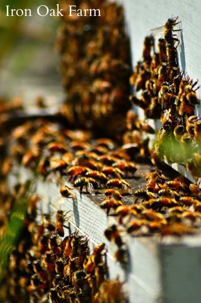 Bees In Your Backyard
 Is It Hive Robbing Keeping Backyard Bees