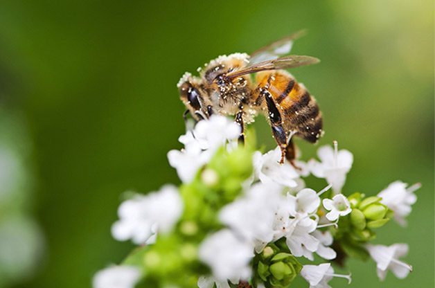 Bees In Your Backyard
 4 Facts About Native Bees in Your Backyard Birds and Blooms