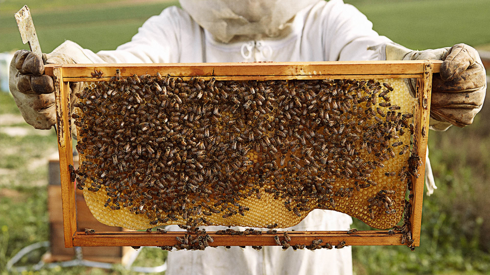 Bees In Your Backyard
 Save the Bees – With Natural Backyard Hives