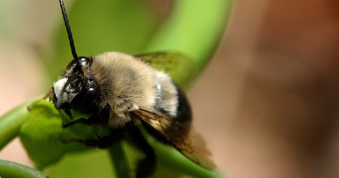 Bees In Your Backyard
 Bees in your backyard What is a bee exactly