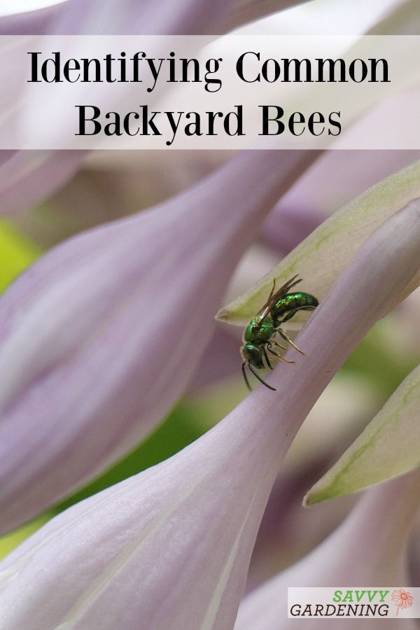 Bees In Your Backyard
 Types of Bees monly Found in Yards and Gardens in 2020