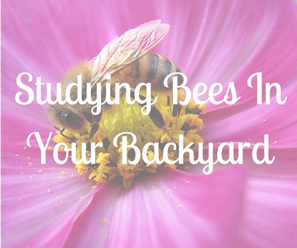 Bees In Your Backyard
 Backyard Science Ideas The Homeschool Scientist