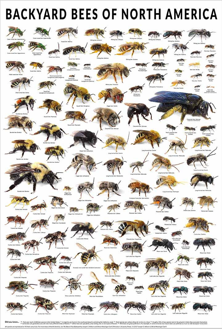 Bees In Your Backyard
 Bees in your backyard Backyard Bees Poster